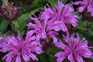 Monarda 'Pardon My Lavender' New 2025